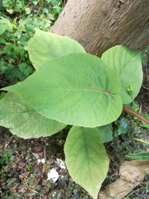 da determinare: cfr.  Actinidia sp.